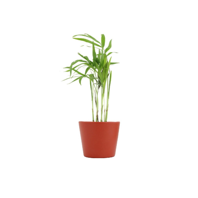 Mini plante personnalisée en pot Palmier 