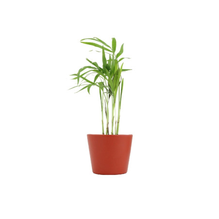 Mini plante personnalisée en pot Palmier 