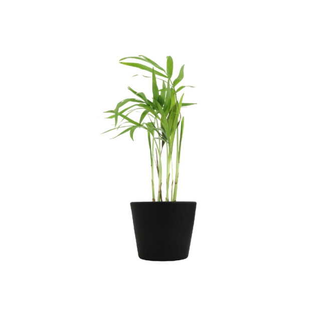 Mini plante personnalisée en pot Palmier 