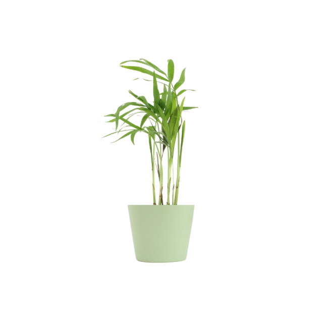 Mini plante personnalisée en pot Palmier 