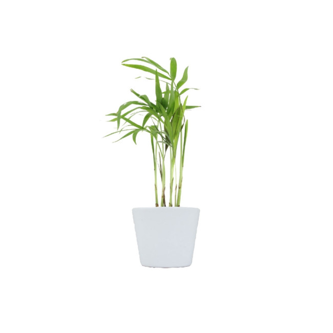 Mini plante personnalisée en pot Palmier 