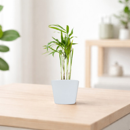 Mini plante personnalisée en pot Palmier 