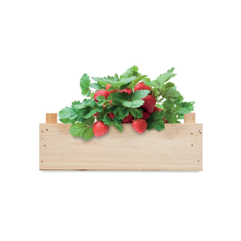 Kit de culture de fraises Strawberry 