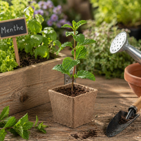 Pot de plantation de menthe Mint Kit 