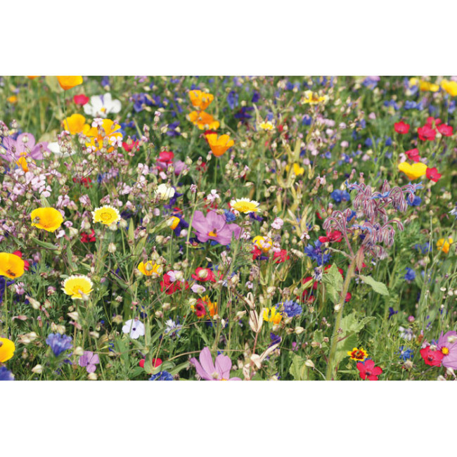 Pochon kraft graines de fleurs sauvages SEEDLOPE 