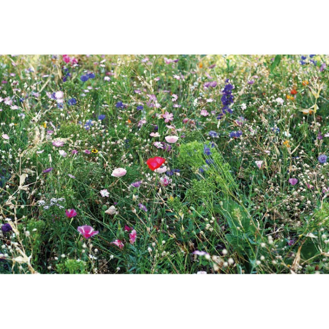 Pochon kraft graines de fleurs d'abeilles SEEDLOPEBEE 