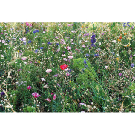 Pochon kraft graines de fleurs d'abeilles SEEDLOPEBEE 