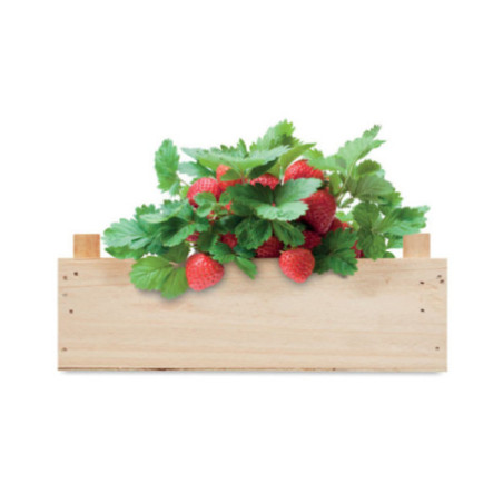 Kit de culture de fraises Strawberry 