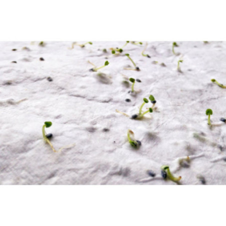 Feuille de papier recyclé à planter A6 Asido 