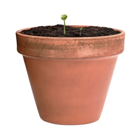 Bonbon graines publicitaire Mussox 