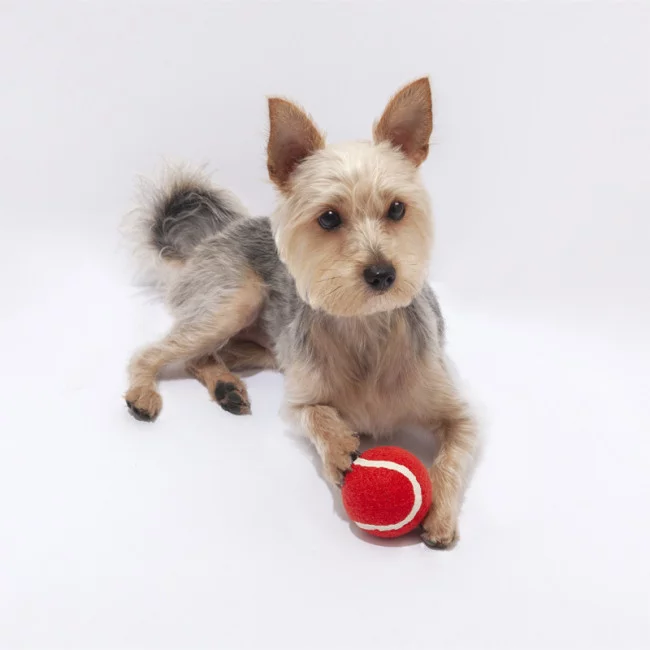 Balle personnalisable pour animaux Niki