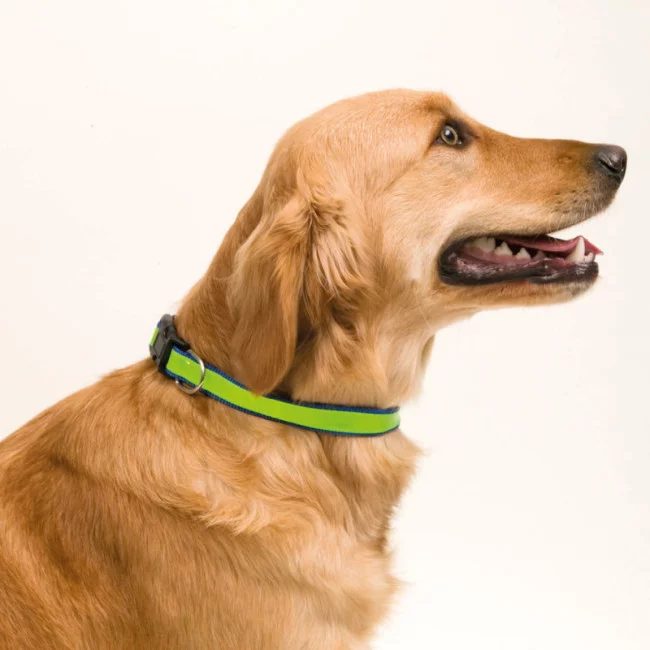 Collier réfléchissant pour animaux Muttley 