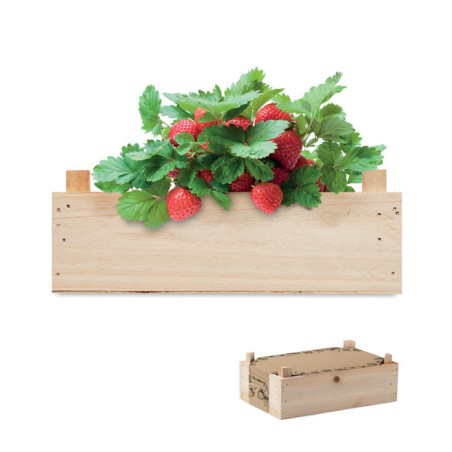 Kit de culture de fraises Strawberry 