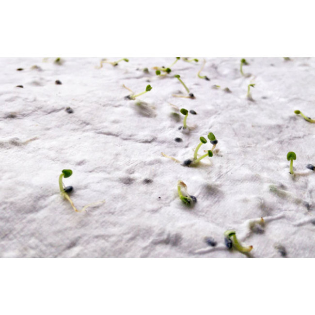 Feuille de papier recyclé à planter A4 Asidi 