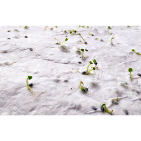 Feuille de papier recyclé à planter A4 Asidi 