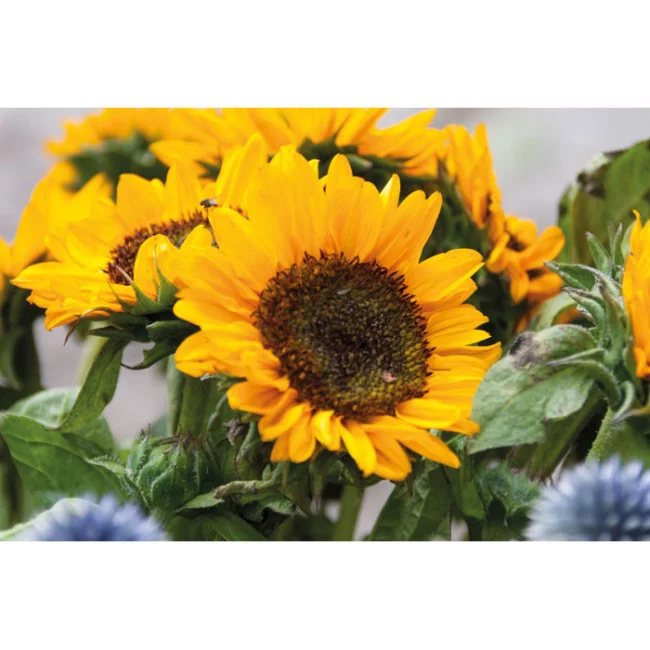 Graines de tournesol publicitaires Girasol 