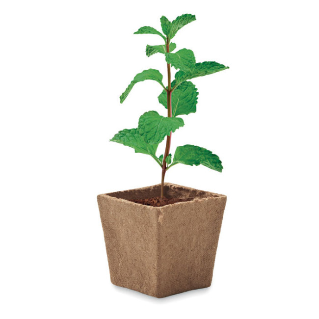 Pot de plantation de menthe Mint Kit 