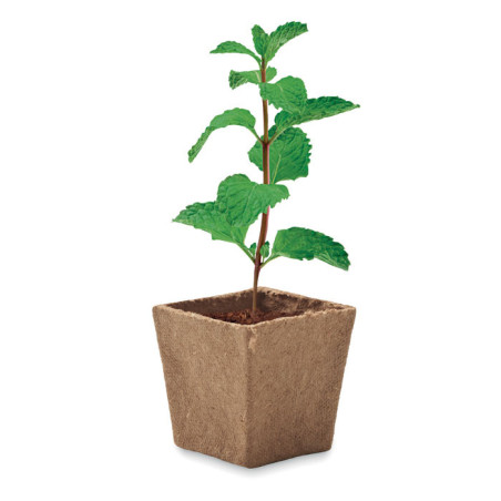 Pot de plantation de menthe Mint Kit 