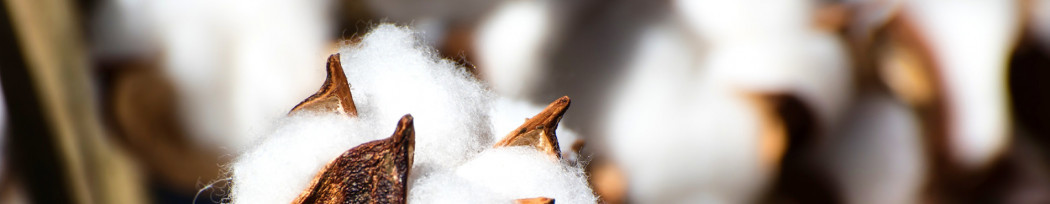 Personnalisez votre textile en coton biologique
