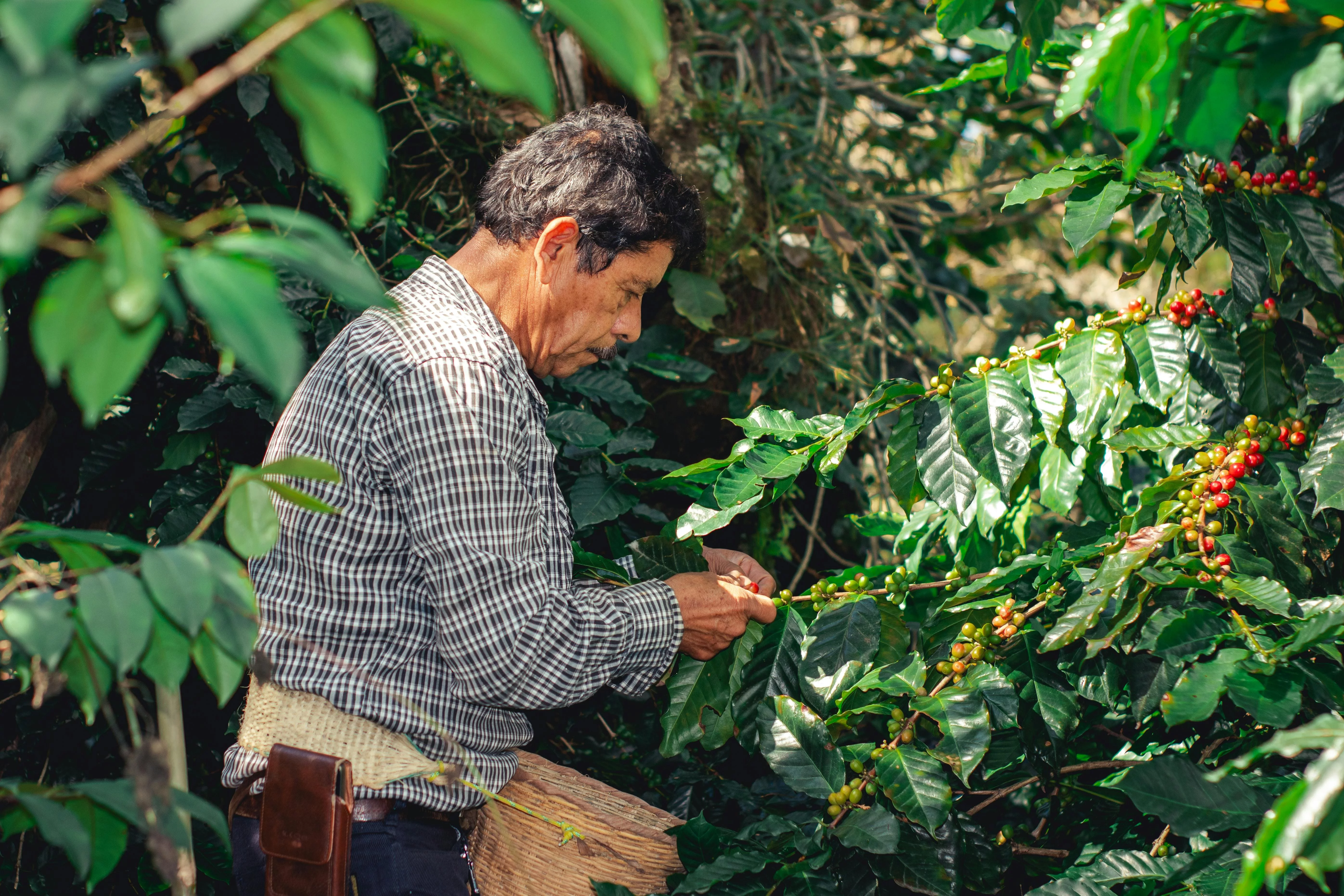 Producteur de café