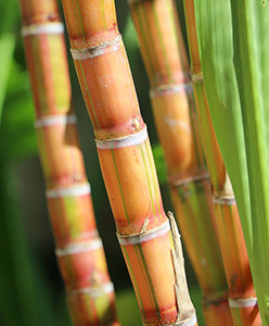 Opter pour des goodies faits à partir de bambou.