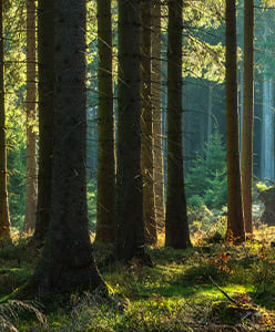 Objet publicitaire en bois : Nouvelle tendance écologique